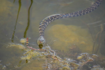snake in water