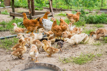 A group of young ducklings, teenage chickens in the farmyard pecking food.