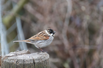 Reed Bunting Perched on a Post