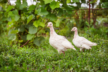 Turkeys close up. Adult hens, turkeys, teenage chickens on the farm graze in the grass and peck fodder.