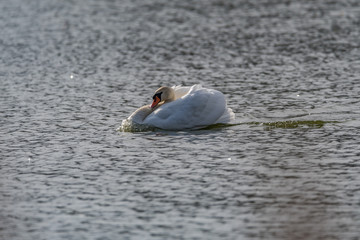 mute swans on the lake