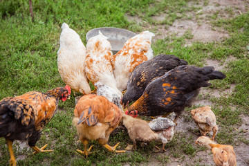 Adult hens, roosters, turkeys, teenage chickens on the farm graze in the grass and peck fodder.