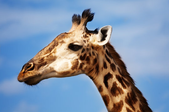 Large close photo of giraffe head in profile