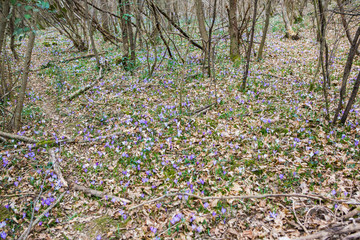 Spring Saffron crocus flower in the spring forest