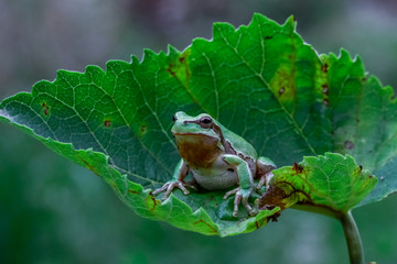 frog on leaf