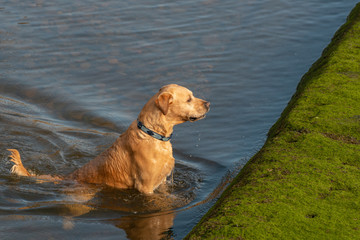 Labrador Playing in the Sea