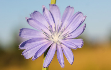 One flower of chicory ordinary close up