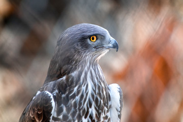snake eagle profile