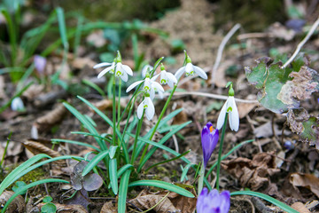 Snowdrop spring flower bouquet in the forest background