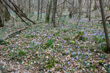 Obraz premium Spring Saffron crocus flower in the spring forest