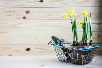 Yellow daffodils flowers in flowerpots in a metal basket for the purchase of goods, near garden tools. Sale of seedlings of flowers for the opening of the garden season, spring work in the country