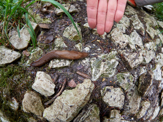 Giant 20 cm slug Limax cinereoniger crawling on a stones