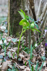 Hellebore is one of the first spring flowers