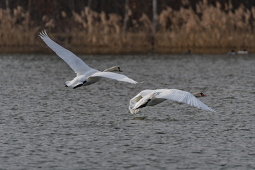 mute swans taking off