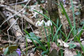 Snowdrop spring flower bouquet in the forest background