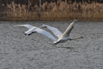 Fototapeta na wymiar mute swans taking off