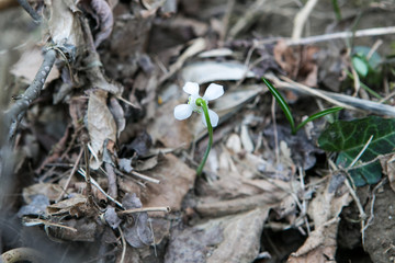 Snowdrop spring flower bouquet in the forest background