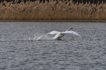 Fototapeta premium mute swan landing on a lake