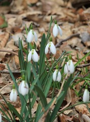 Galanthus elwesii blooming in the spring forest