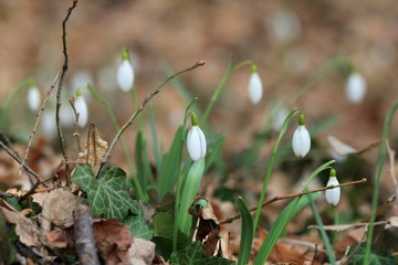 Galanthus elwesii blooming in the spring forest