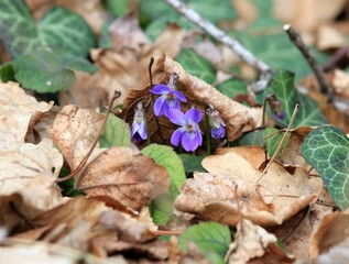 Violets blooming in the spring forest