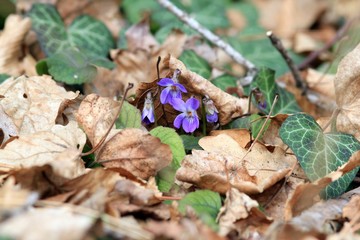 Violets blooming in the spring forest