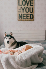 Lifestyle soft focus indoor portrait of newborn baby lying in stroller on bed together with husky puppy at home. Little child and lovely husky dog friendship. Adorable funny child resting with pet.