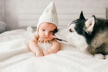 Newborn baby lifestyle soft focus portrait lying on back together with husky puppy on bed at home. Little child and lovely husky dog friendship. Adorable infant funny child in cap resting with pet.