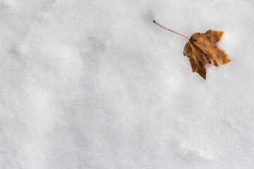 Autumn leaf in the snow, copy space background