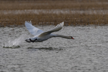 mute swan taking off
