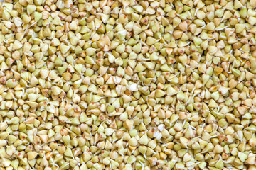 Sprouted buckwheat background