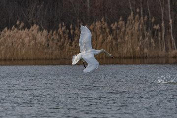 mute swan taking off