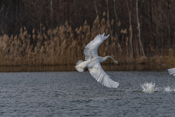 mute swan taking off