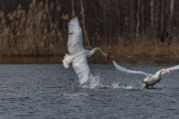 angry swans on the lake © Krzysztof