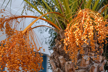 Flowering date palm tree, date palm fruits, orange date palm clusters in the garden.