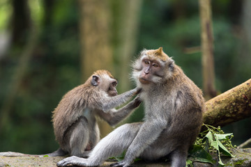 Little monkey cleans big monkey's fur in Ubud forest.