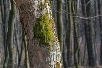 mossy tree in forest