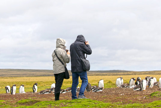 Unidentifiable Tourists taking Pictures at a Gentoo Penguin Colony.  Stanley, Falkland Islands.