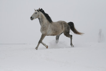 Obraz na płótnie Canvas arab horse on a snow slope (hill) in winter