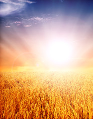 Naklejka na ściany i meble Wheat field against a blue sky