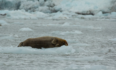 Naklejka premium Bearded Seal is resting on an ice floe, Svalbard, Spitsbergen, Norway