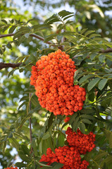 A cluster of red rowan berries