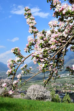 Bl&uuml;tezeit in S&uuml;dtirol mit Blick auf Meran, Lana und das Etschtal