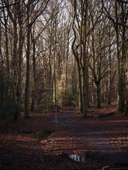Wintertime in Epping Forest in Essex England