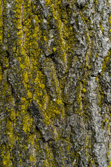 Baumrinde