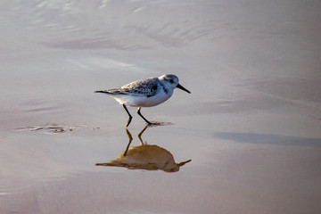 Sanderlings (Calidris alba) small wading birds searching for food at the waters edge in Agadir, Morocco, Africa