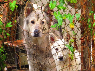 dogs over the fence
