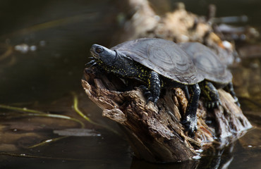 Fototapeta premium żółw
