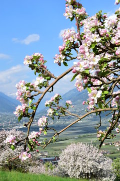 Apfelbl&uuml;te in S&uuml;dtirol