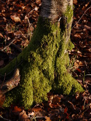 Moss growing in a cool shady spot in England